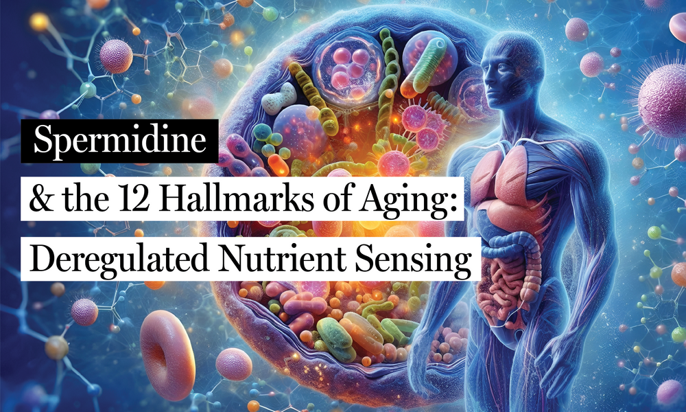 Spermidine & Deregulated Nutrient Sensing