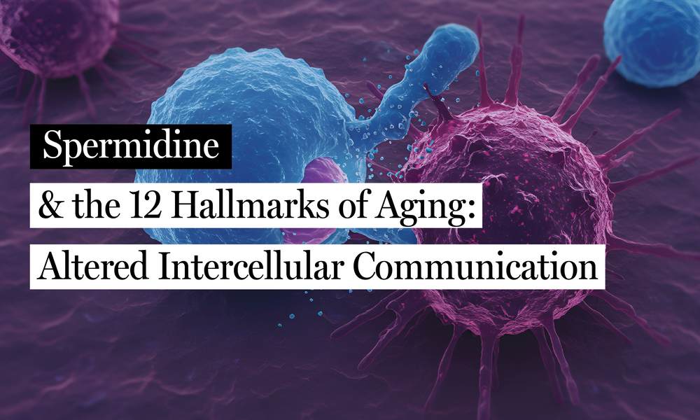 Spermidine & Altered Intercellular Communication