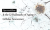 Spermidine & Cellular Senescence