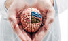 Doctor holding the model of a brain showing the different parts of the brain