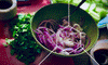 Cabbage and shrimp in a bowl which are foods that are good for gut health