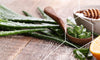 Healthy aloe vera plant leaves on a table