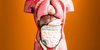 model of a body with the gut exposed to educate about gut health
