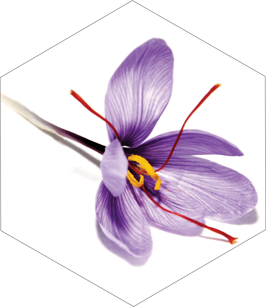 spermidineLIFE Memory Ingredients - Saffron Extract