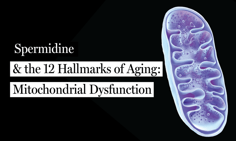Spermidine & Mitochondrial Dysfunction