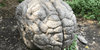 Rock shaped like a brain in a garden symbolizing neurodegeneration