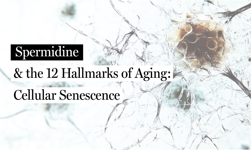 Spermidine & Cellular Senescence