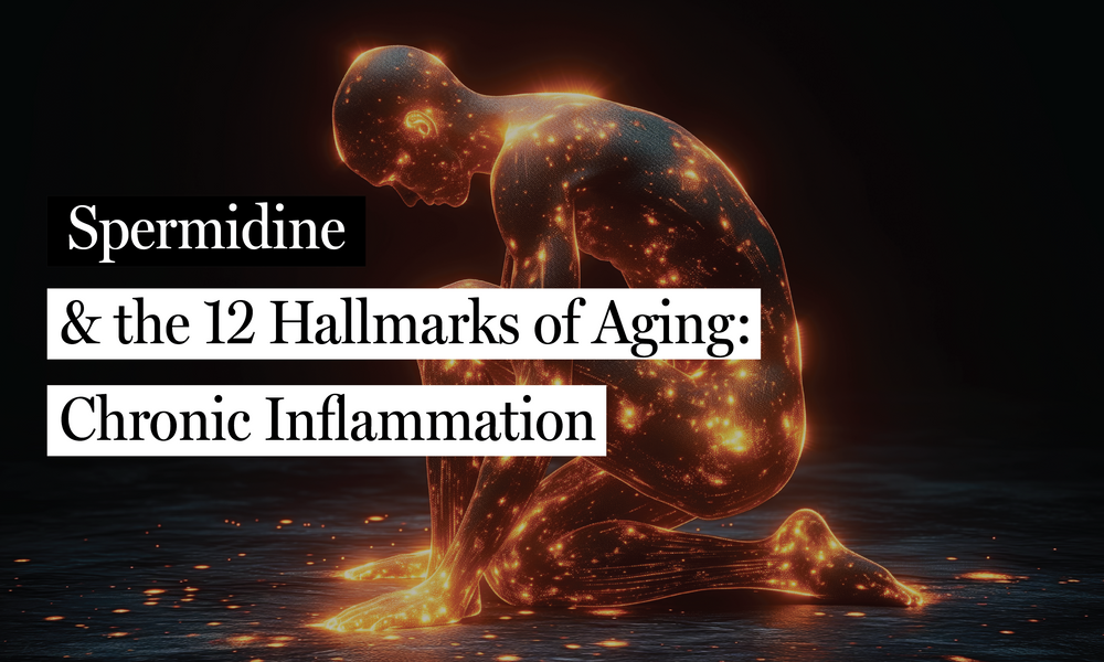 Spermidine & Chronic Inflammation