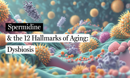 Spermidine & Dysbiosis