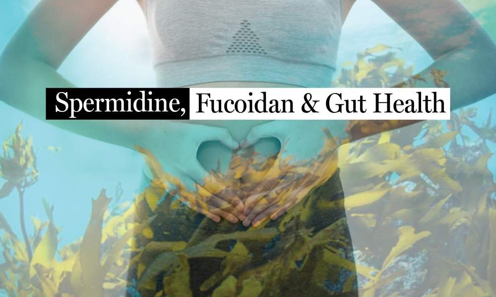 New Research Shows How a Seaweed Fiber (Fucoidan) Boosts Spermidine to Reduce Gut Inflammation