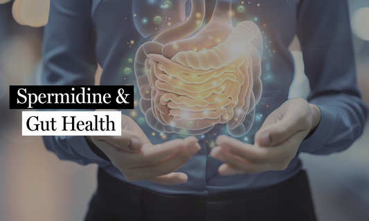 Gut Health and Spermidine: A Path to Resilient Aging