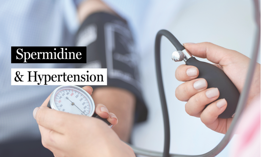Can Your Gut Help Control Blood Pressure? New Research Highlights Spermidine’s Role in Hypertension
