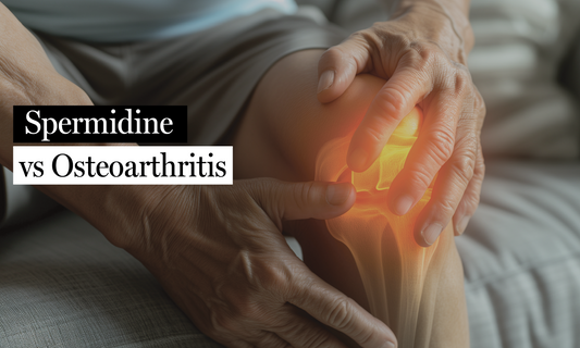 Spermidine: A Natural Ally Against Osteoarthritis Wear-and-Tear
