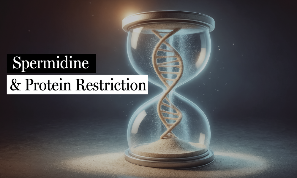 New Study Reveals Powerful Duo for Longevity: Spermidine + Protein Restriction