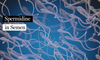 How Much Spermidine is in Semen?