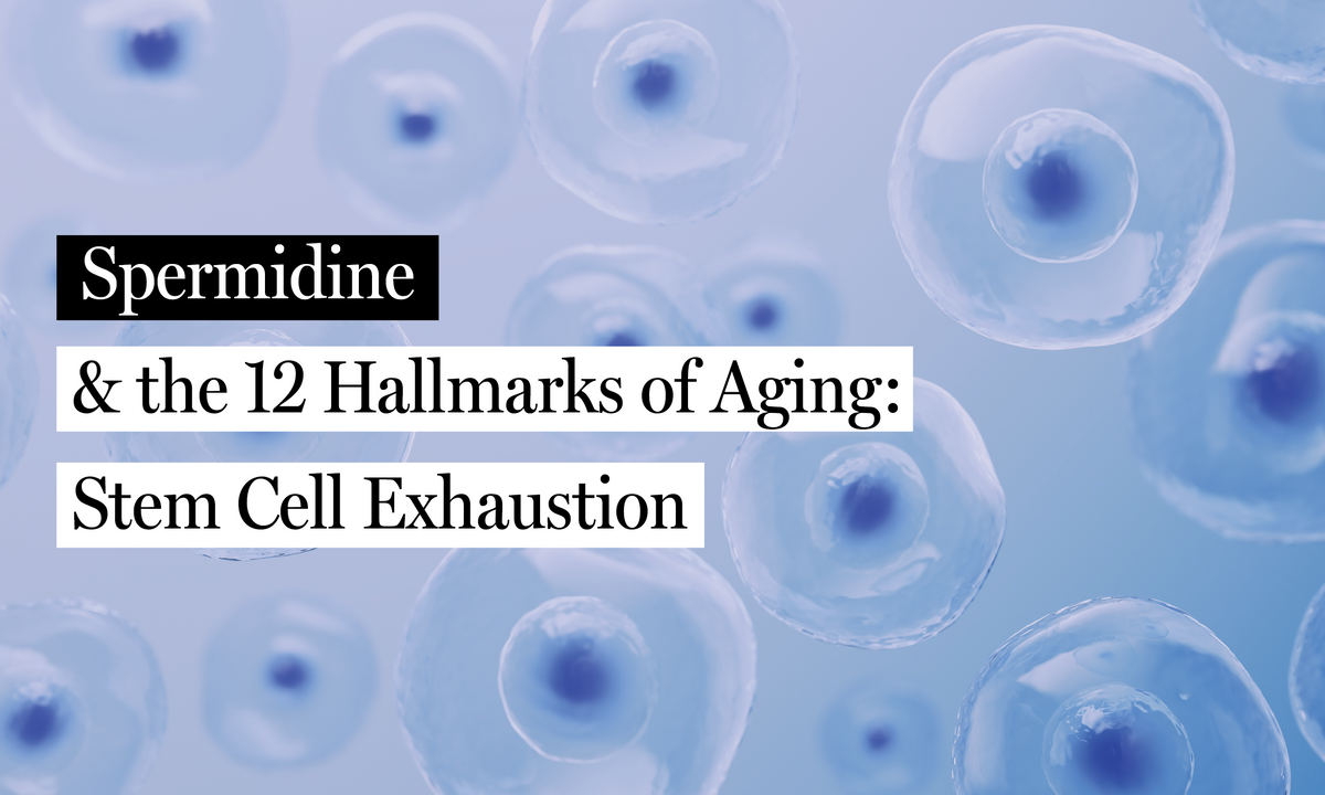 Spermidine & Stem Cell Exhaustion – spermidineLIFE® by Longevity Labs, Inc.