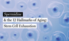 Spermidine & Stem Cell Exhaustion