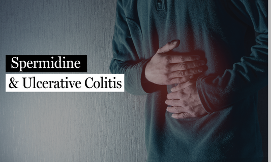 New Research Highlights Spermidine’s Potential for Ulcerative Colitis Relief