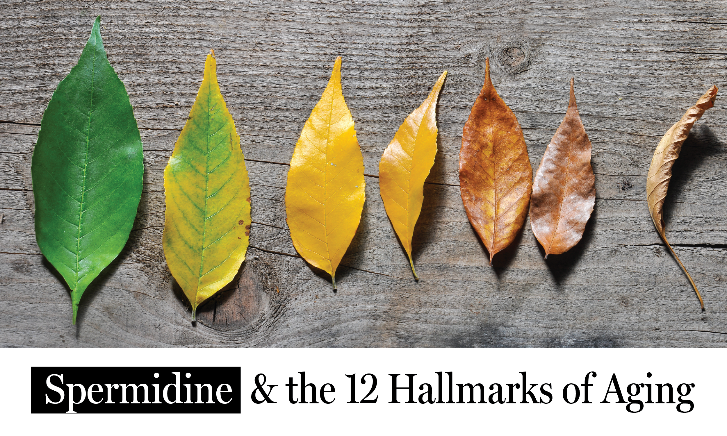 Spermidine & the 12 Hallmarks of Aging – spermidineLIFE® by Longevity ...