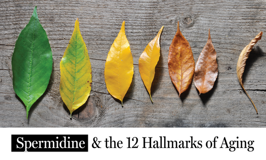 Spermidine & the 12 Hallmarks of Aging