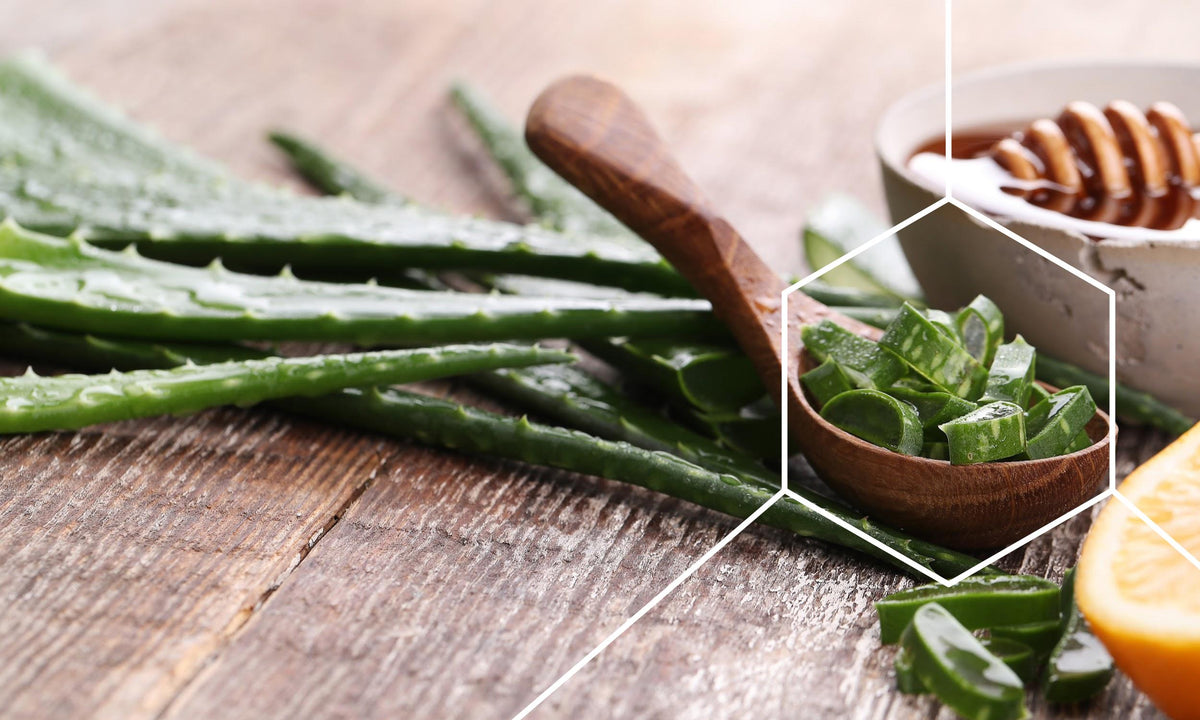 What Are the Benefits of Eating Aloe Vera? – spermidineLIFE® by