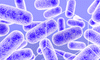 Gut bacteria floating on a purple background