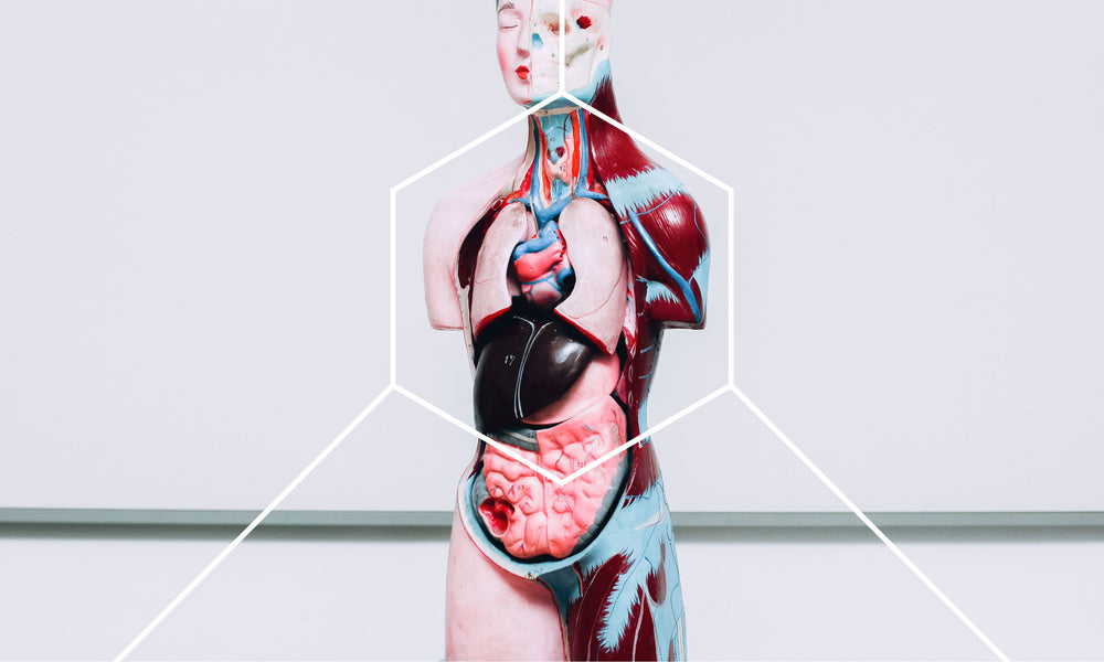 Model of a human showing different functions of the body including the lymphatic system