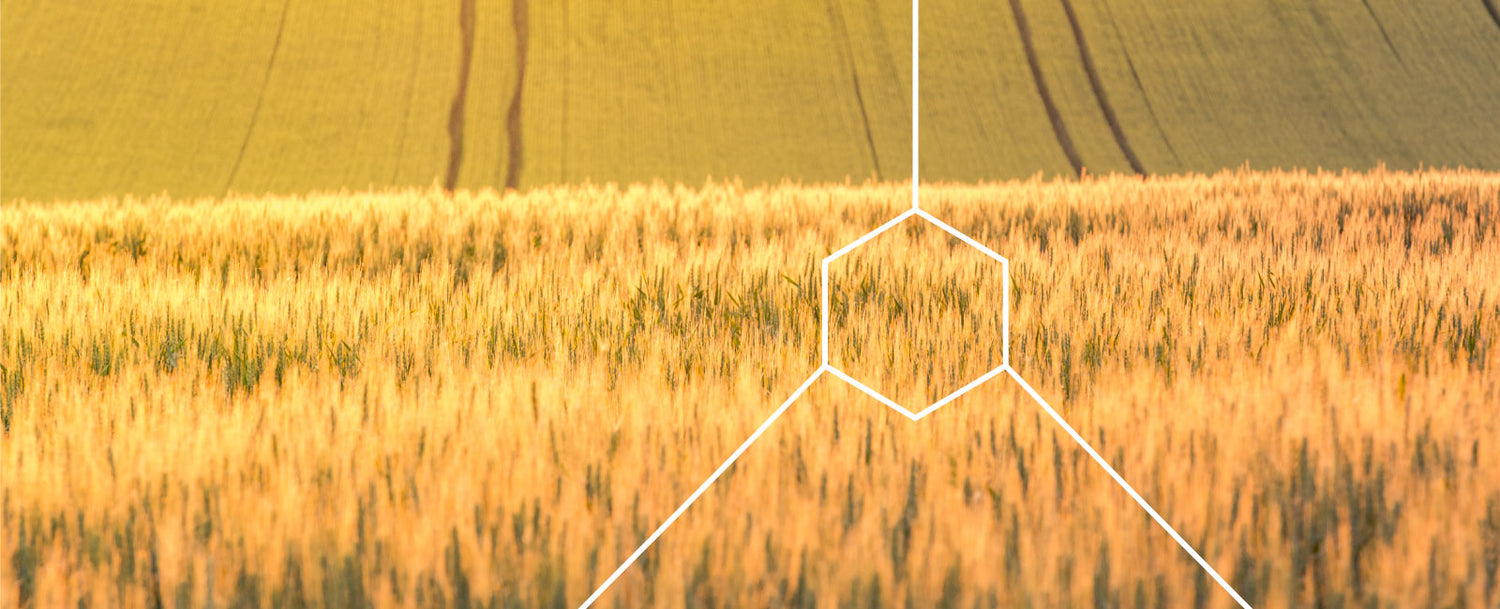 SpermidineLIFE is sourced from organic wheat germ fields