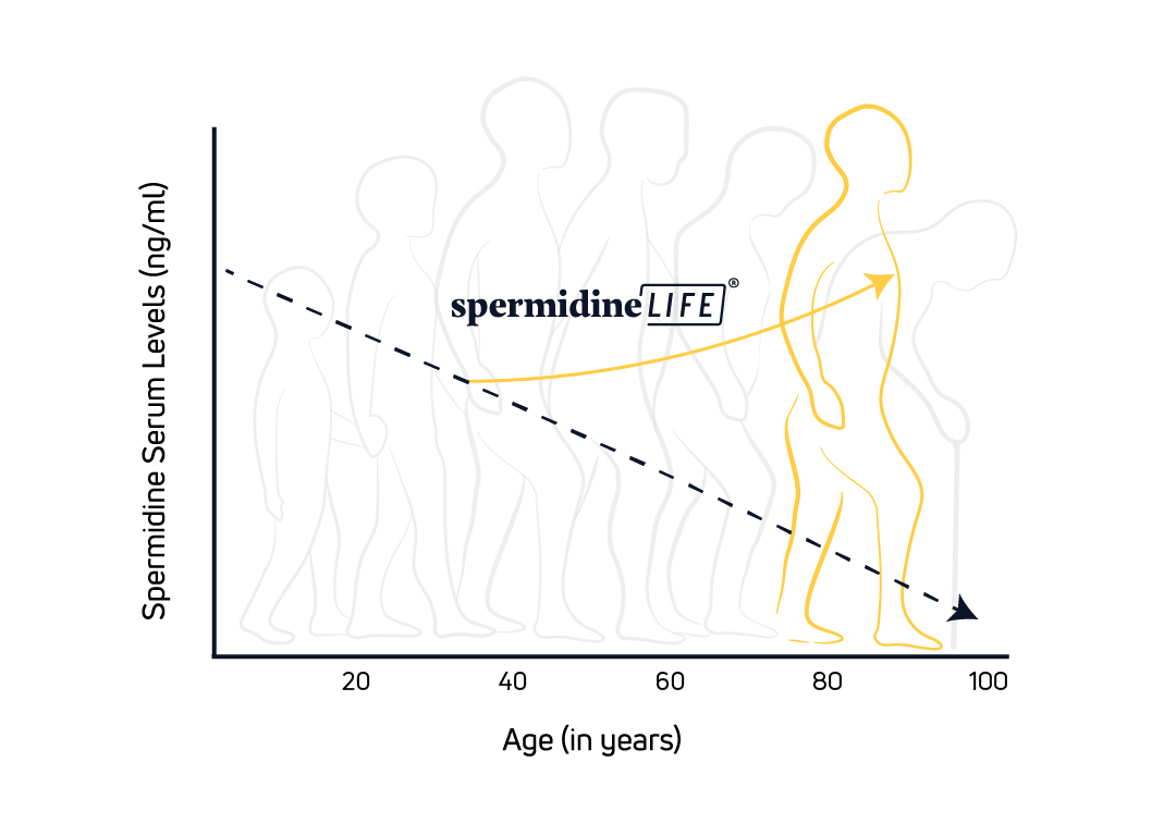 spermidine production vs aging infographic