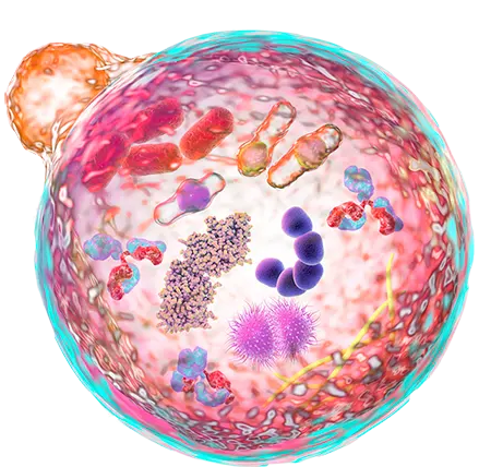 spermidineLIFE Cellular Renewal Graphic