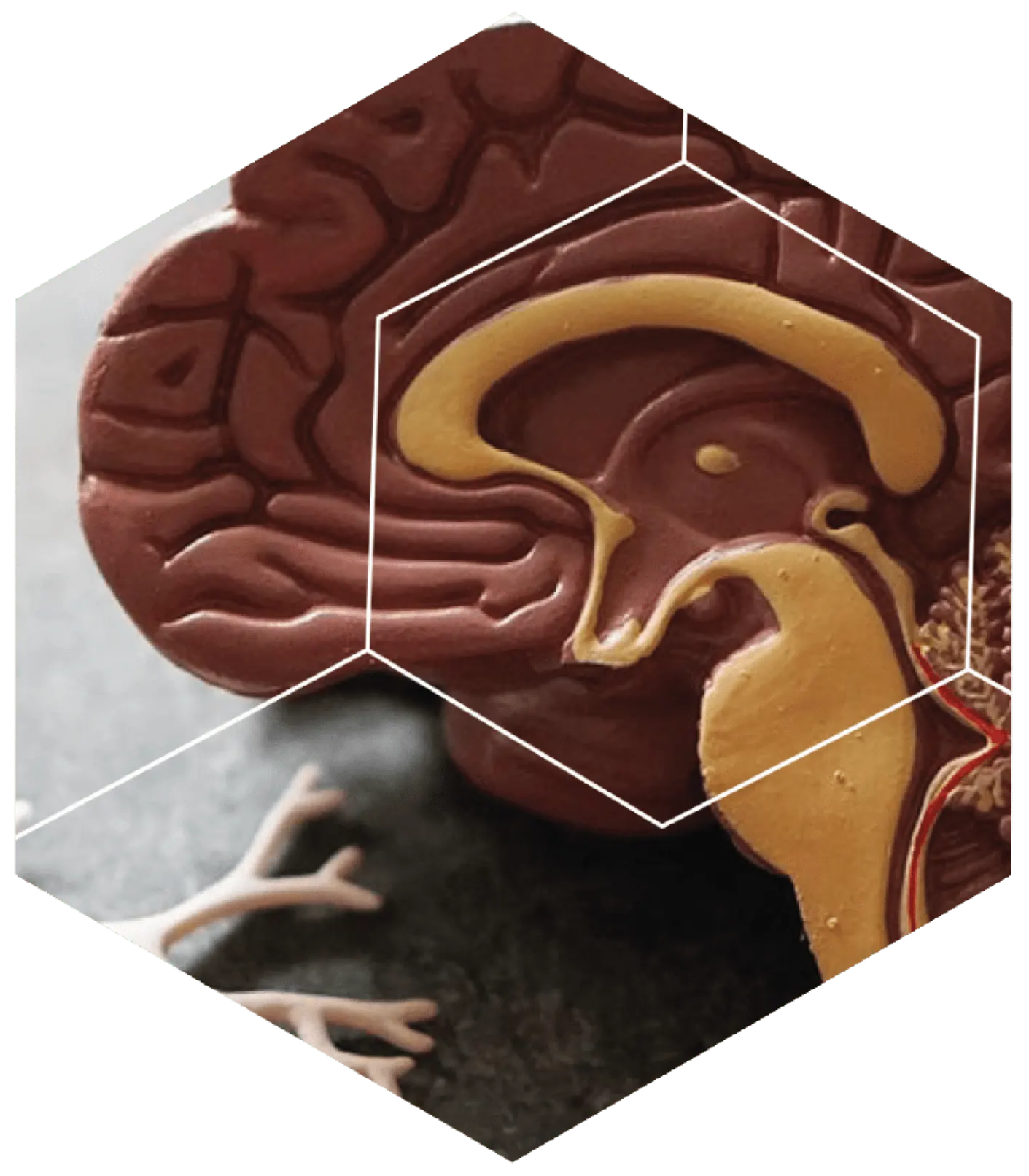 spermidineLIFE Memory - The Role of Cells in Brain Health