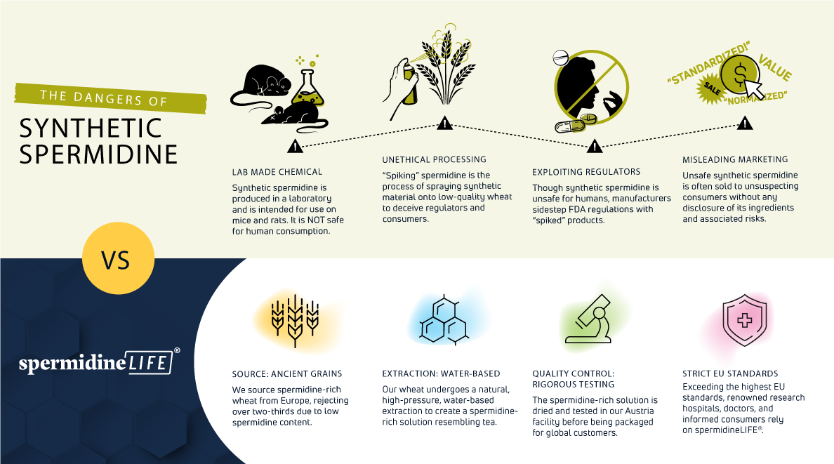 Infographic detailing the dangers of synthetic spermidine versus the benefits of spermidineLIFE® 800mg Dietary Supplement from Longevity Labs, Inc., highlighting unethical processing, effectiveness regulators, marketing, and quality control standards. Discover how spermidineLIFE®'s wheat germ extract promotes cellular renewal as a superior spermidine supplement.