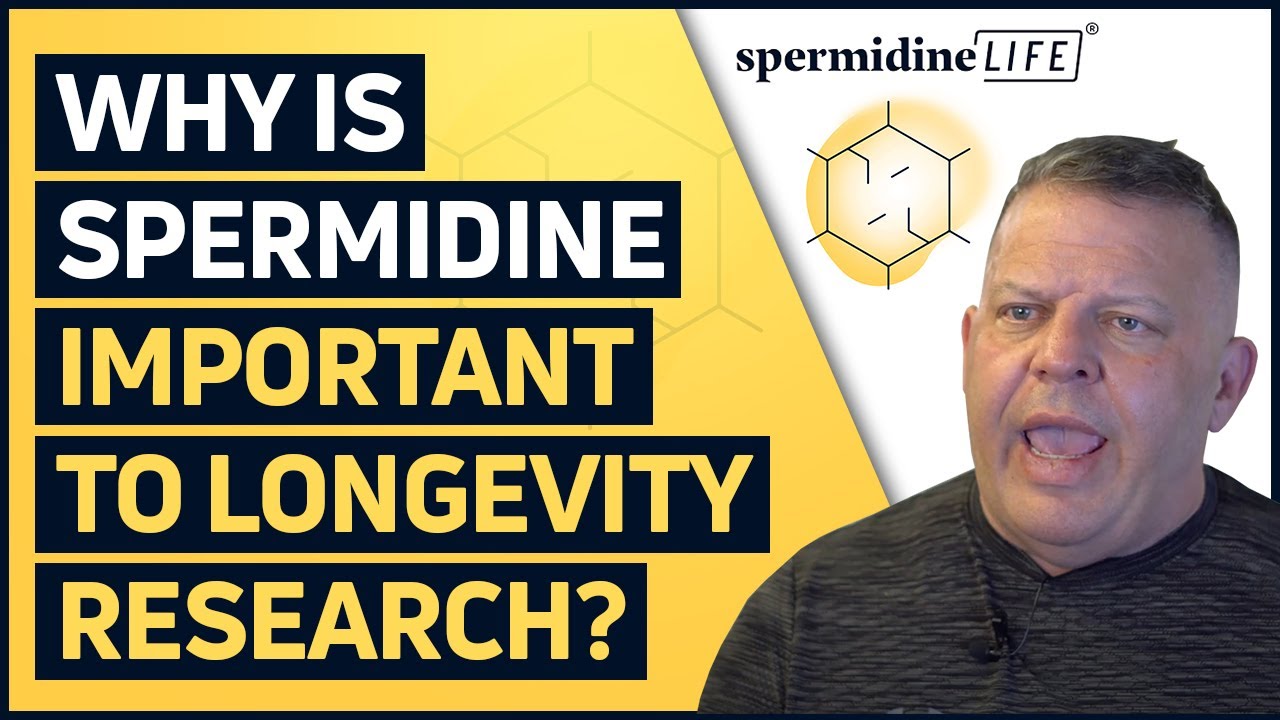 Why is spermidine important to longevity research?